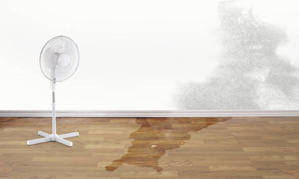 Best Water damage contractors near me  in Early, TX